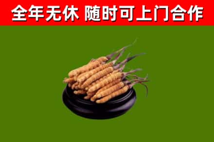 甘南县烟酒回收冬虫夏草.jpg