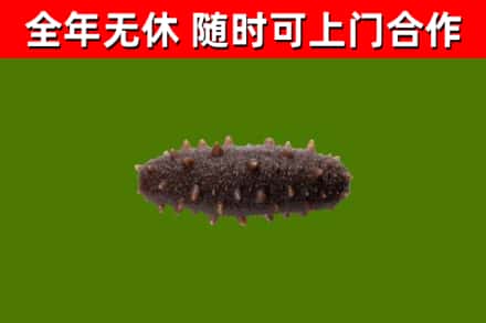 甘南县烟酒回收干海参.jpg